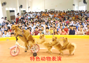 ��ɫ�����